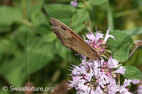 Foto: Grosses Ochsenauge (Maniola jurtina) auf Echtem Dost (Origanum vulgare). Weibchen. Flügel geschlossen. Ansicht von vorne.