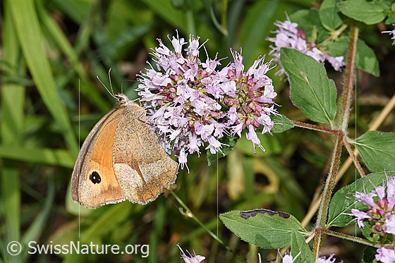 Foto: Grosses Ochsenauge (Maniola jurtina) auf Echtem Dost (Origanum vulgare). Weibchen. Flügel geschlossen. Ansicht von der Seite.