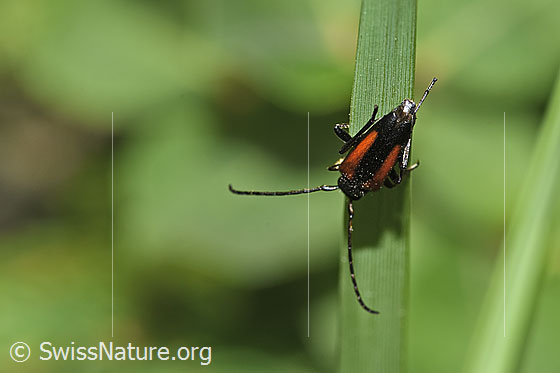 Foto: Kleiner Schmalbock (Stenurella melanura). Weibchen. Auf Grashalm. Ansicht von oben.