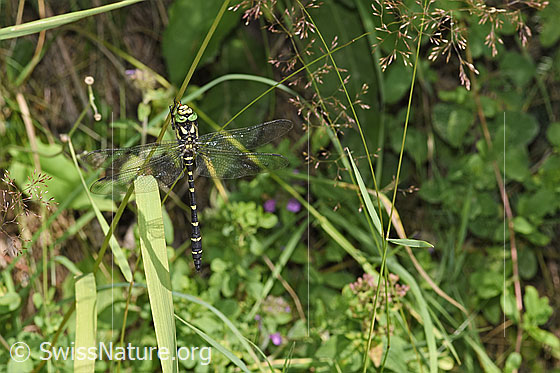 Photo: Cordulegaster bidentata. Hanging on a blade of grass. Surprisingly well camouflaged from a distance.