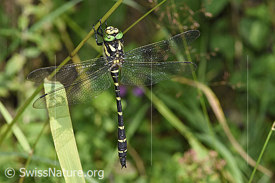 Photo: Cordulegaster bidentata. Hanging on a blade of grass. View from above.