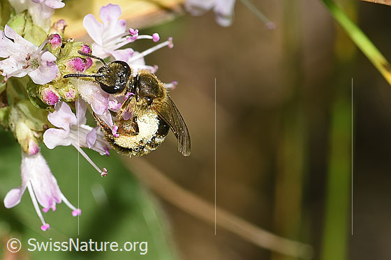 Photo: Probably Lasioglossum leucozonium on Origanum vulgare. Length 8 - 10mm. Female. View from the side.