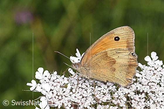 Photo: Maniola jurtina on Daucus carota ssp. carota. Female. Wings closed. View from the side. 
