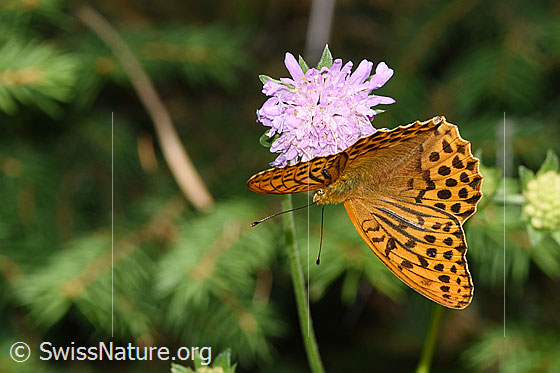 Photo: Argynnis paphia on Knautia dipsacifolia. Male. Wings open. View from diagonally above.