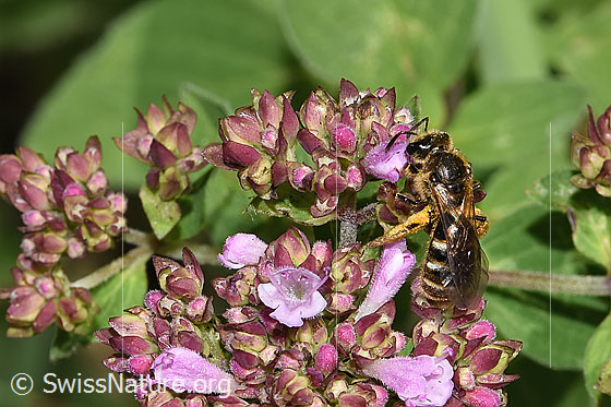 Foto: Wahrscheinlich Weissbinden-Schmalbiene (Lasioglossum leucozonium) auf Echtem Dost (Origanum vulgare). Länge 8 - 10mm. Weibchen. Ansicht von schräg oben.