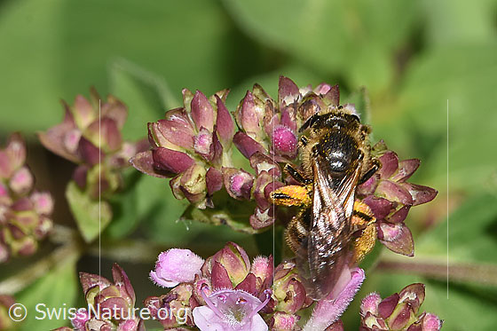 Photo: Probably Lasioglossum leucozonium on Origanum vulgare. Length 8 - 10mm. Female. View from above.