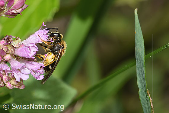 Foto: Wahrscheinlich Weissbinden-Schmalbiene (Lasioglossum leucozonium) auf Echtem Dost (Origanum vulgare). Länge 8 - 10mm. Weibchen. Ansicht von der Seite.