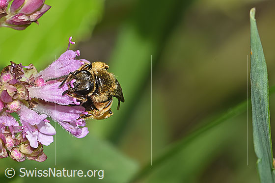 Foto: Wahrscheinlich Weissbinden-Schmalbiene (Lasioglossum leucozonium) auf Echtem Dost (Origanum vulgare). Länge 8 - 10mm. Weibchen. Ansicht von vorne.