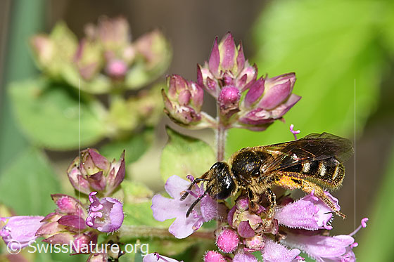 Foto: Wahrscheinlich Weissbinden-Schmalbiene (Lasioglossum leucozonium) auf Echtem Dost (Origanum vulgare). Länge 8 - 10mm. Weibchen. Ansicht von seitlich oben.
