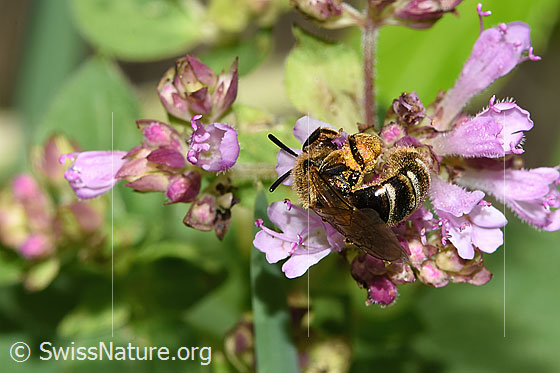 Photo: Probably Lasioglossum leucozonium on Origanum vulgare. Length 8 - 10mm. Female. View from behind oben.