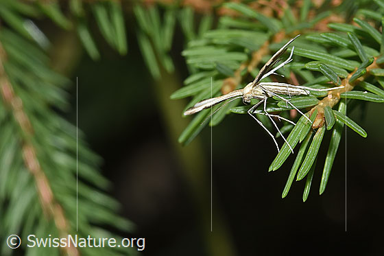 Foto: Wahrscheinlich Merrifieldia leucodactyla (Federmotte). Ansicht von schräg vorne oben.