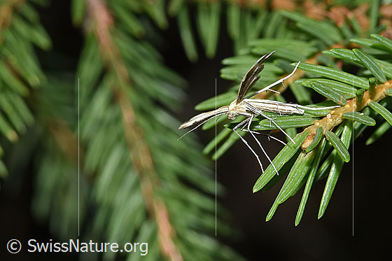 Photo: Probably Merrifieldia leucodactyla. View diagonally from the front.