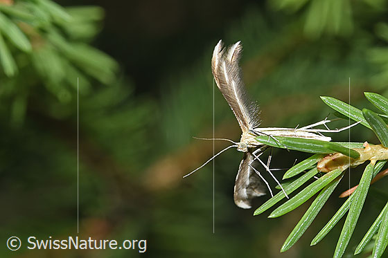 Foto: Wahrscheinlich Merrifieldia leucodactyla (Federmotte). Ansicht von unten.