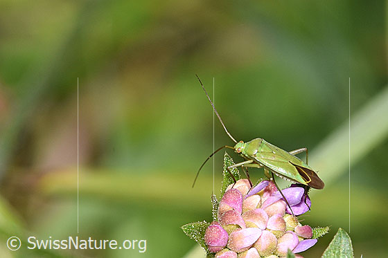 Foto: Grüne Distelwanze (Calocoris affinis) auf Wald-Witwenblume (Knautia dipsacifolia). Länge 6.8 - 8.2mm. Ansicht von der Seite.