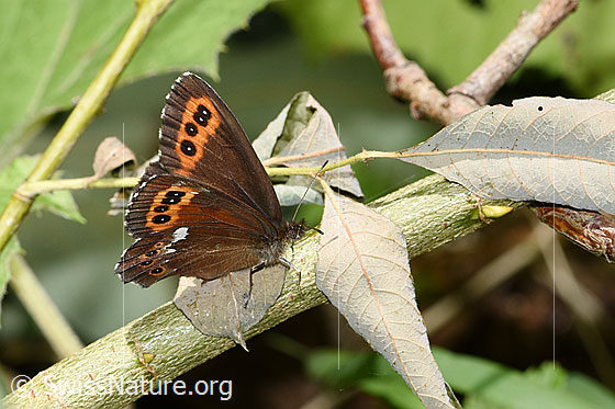 Foto: Weissbindiger Mohrenfalter (Erebia ligea). Flügel halb geöffnet. Ansicht von der Seite.