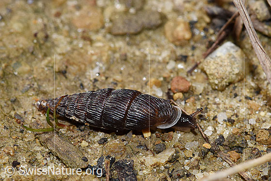 Scharfgerippte Schliessmundschnecke (Clausilia cruciata)