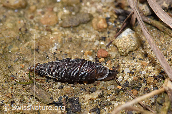 Foto: Wahrscheinlich Scharfgerippte Schliessmundschnecke (Clausilia cruciata).
