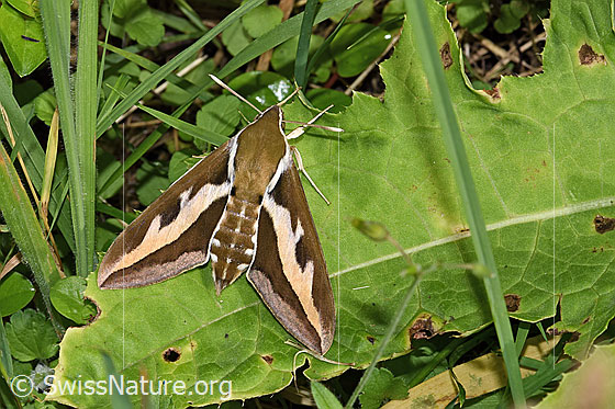 Foto: Labkrautschwärmer (Hyles gallii). Auf Blatt sitzend. Ansicht von oben.