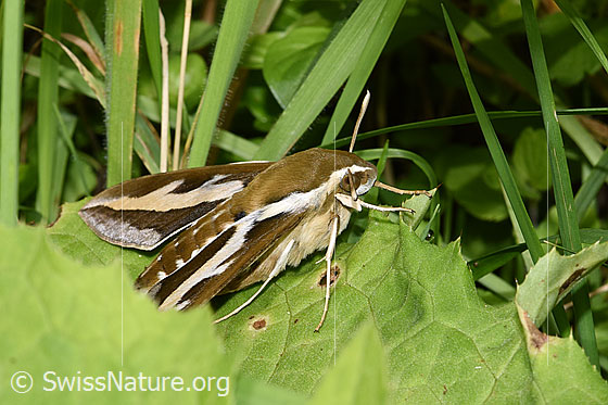 Foto: Labkrautschwärmer (Hyles gallii). Auf Blatt sitzend. Ansicht von der Seite.