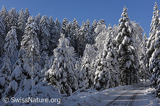 Foto: Im Winterwald.