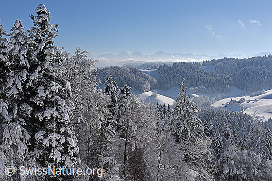 Photo: Winter in the Emmental against the panorama of the Bernese Alps.