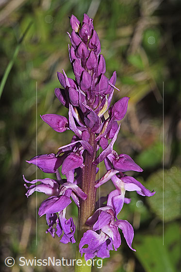 Photo: Orchis mascula. Inflorescence.