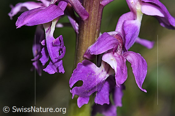 Photo: Orchis mascula. Blossoms and stem.
