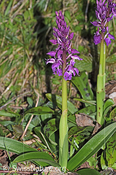 Photo: Orchis mascula. Whole plant (habiti).