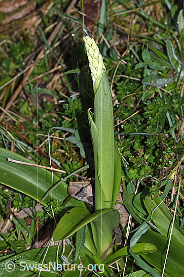 Photo: Orchis mascula. Bracts and inflorescence. The flowers are not yet open.