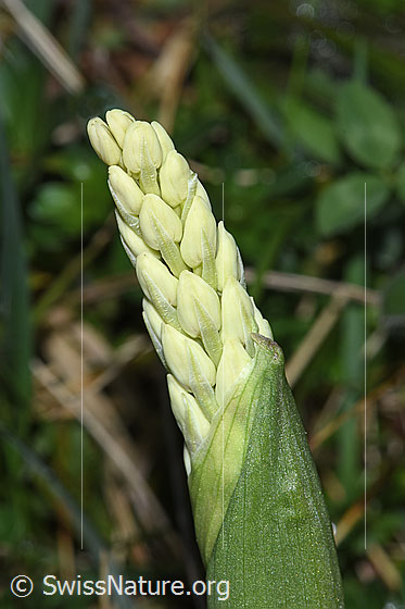 Photo: Orchis mascula. Bracts and inflorescence. The flowers are not yet open.