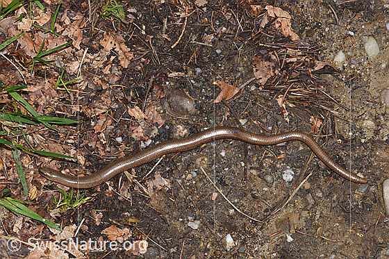 Photo: Anguis fragilis. Full view.