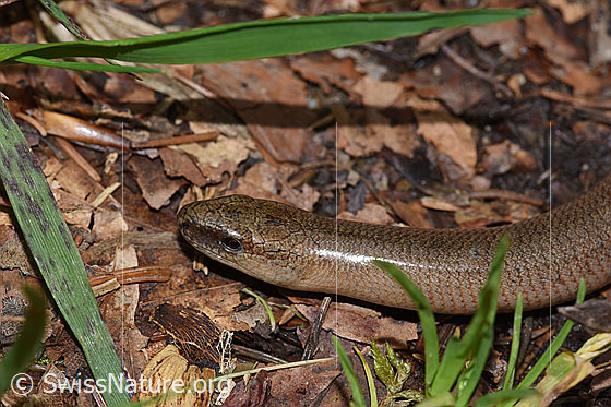 Photo: Anguis fragilis. View of the head from the side.