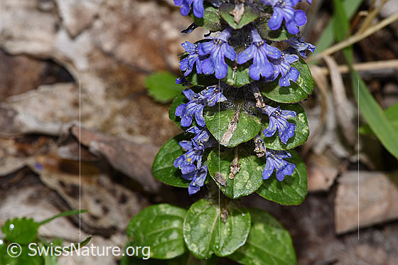 Photo: Ajuga reptans. Blossoms and leaves.
