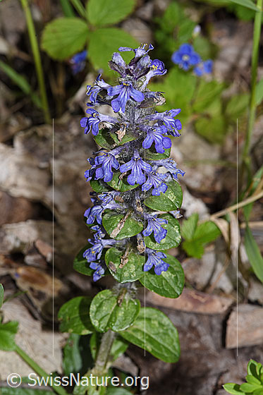 Foto: Kriechender Günsel (Ajuga reptans). Ganze Pflanze (Habitus).