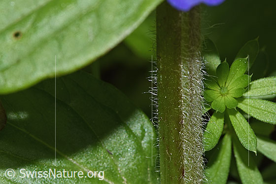 Photo: Ajuga reptans. Stem.