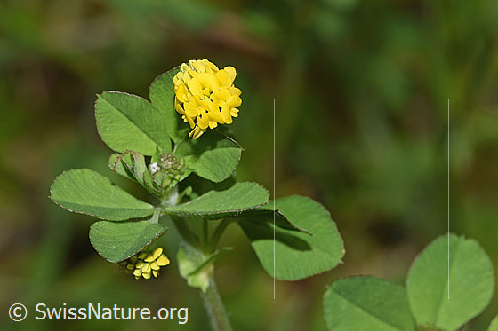 Foto: Hopfenklee (Medicago lupulina). Ganze Pflanze (Habitus).