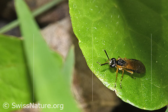 Foto: Wahrscheinlich Athalia circularis (Echte Blattwespe). Länge 7 - 10mm. Ansicht von vorne oben.