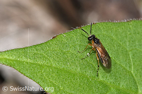Photo: Probably Echte leafwespe. Length 7 - 10mm. View from the side above.