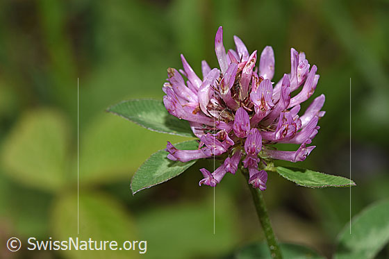 Foto: Rot-Klee (Trifolium pratense). Blüte.