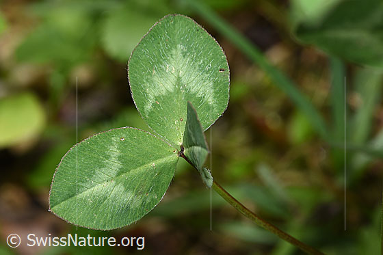 Foto: Rot-Klee (Trifolium pratense). Blätter.