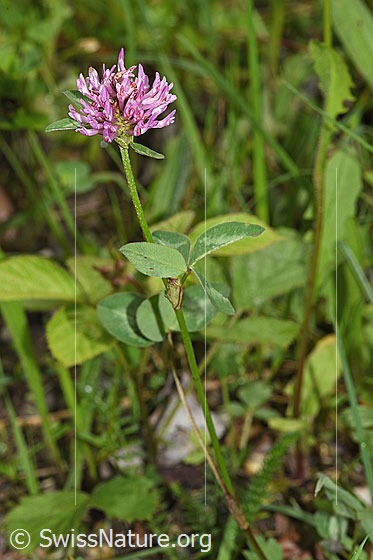 Foto: Rot-Klee (Trifolium pratense). Ganze Pflanze (Habitus).
