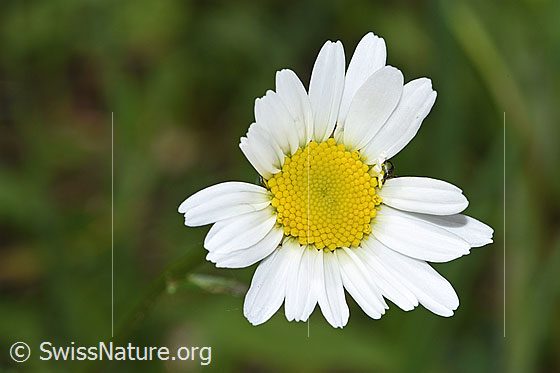 Foto: Gewöhnliche Wiesen-Margerite (Leucanthemum vulgare). Blüte. Ansicht von oben.
Lat.: Leucanthemum vulgare
Familie: Asteraceae (Korbblütler)
Unterfamilie: Asteroideae
Gattung: Leucanthemum (Margeriten)