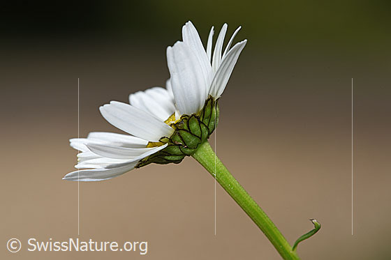 Foto: Gewöhnliche Wiesen-Margerite (Leucanthemum vulgare). Blütte, Hüllblätter und Stängel. Ansicht von der Seite.