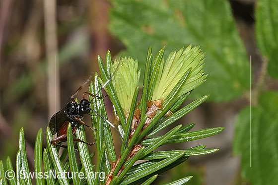 Photo: Agrothereutes leucorhaeus on conifer. Length 11mm. Female. View from the front.
