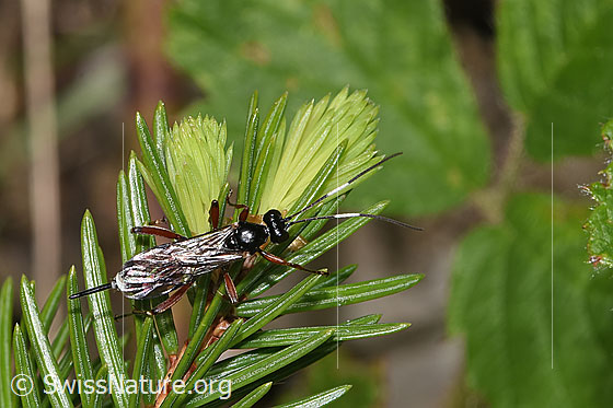 Photo: Agrothereutes leucorhaeus on conifer. Length 11mm. Female. View from above.