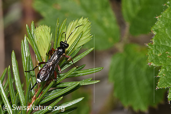 Photo: Agrothereutes leucorhaeus on conifer. Length 11mm. Female. View from above.