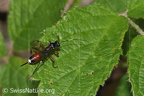 Agrothereutes leucorhaeus (Schlupfwespe)