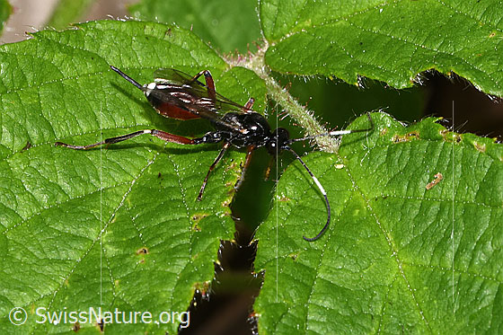 Photo: Agrothereutes leucorhaeus on leaf. Length 11mm. Female. View from above.