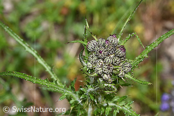 Photo: Cirsium palustre. Still closed flowers.