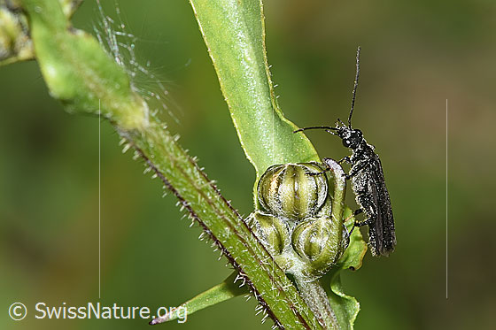 Photo: Oedemera tristis. Length 9mm. View from the side.